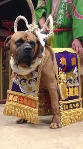 土佐犬 横綱 tosa dog grand champion 可愛い犬 犬 闘犬