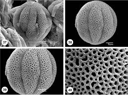 Image result for Phylohydrax