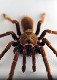 Maybe you would like to learn more about one of these? Eastern Tarantula Phlogius Crassipes