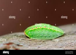 Image result for Apoda limacodes
