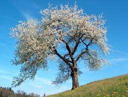 Image result for Prunus