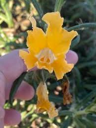 Image result for Phrymaceae