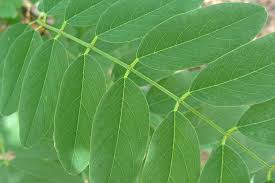 Image result for Robinia pseudo-acacia