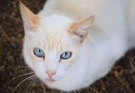 Dad is my pure breed chocolate point and mum is my seal point siamese cross ragdoll, both are here to view, kittens are short haired and more siamese than ragdoll. Flame Point Siamese Cats The Pets Kb