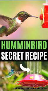 Diy This Easy Hummingbird Nectar Recipe Saving Dollars Sense Video Video Hummingbird Food Hummingbird Nectar Recipe Hummingbird Nectar