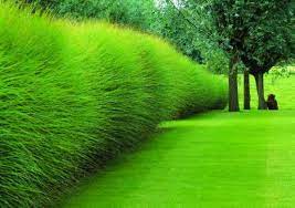 When choosing an ornamental grass, first verify that the variety is hardy in your climate. Privacy With Plants The Garden Glove