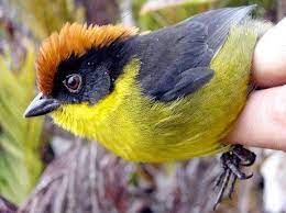 Pin On Birds