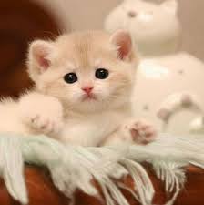 20 Chatons Trop Mignons Qui Vont Vous Donner Envie De Caresser Votre Ecran Photos De Chats Mignons Chat Trop Mignon Chaton Mignon