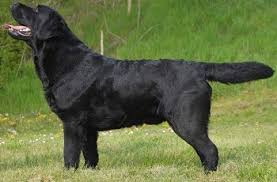 Pets for sale in pakistan. Pinewood Labradors Islamabad
