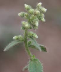 Image result for Blumea axillaris