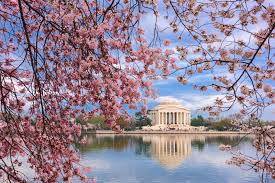 Cherry Blossom Forecast 2018 Washington D C Travel Smithsonian Magazine