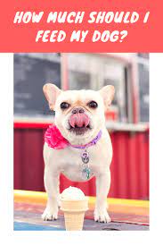 How Much Should I Feed My Dog Savory Prime Pet Treats Dogs Pets Pet News