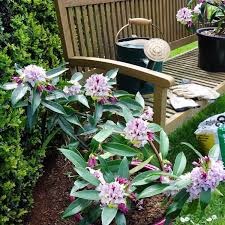 Maybe you would like to learn more about one of these? Daphne Odora X Bholua Perfume Princess Daphne Perfume Princess Uploaded By Tesselaarplants