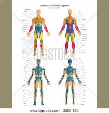 Almost every muscle constitutes one part of a pair of identical bilateral. Anatomy Guide Male Vector Photo Free Trial Bigstock