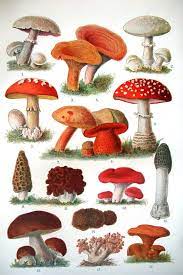 Mushrooms L To R Agaricus Possibly The Field Mushroom Gomphus Species Possibly Amanita Sp Possi Stuffed Mushrooms Mushroom Art The Magic Faraway Tree