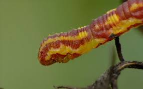 Image result for Eupithecia centaureata