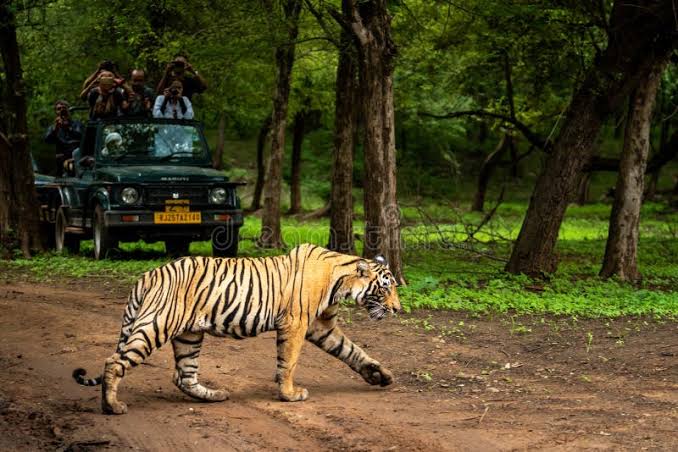 Ranthambore Jungle Safari