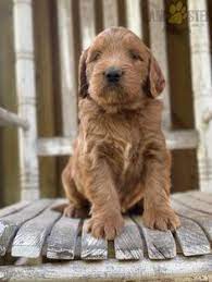 Puppies are living creatures and they are a product of both genetics and environment. 420 Goldendoodle Puppies Ideas In 2021 Goldendoodle Puppy Goldendoodle Puppies