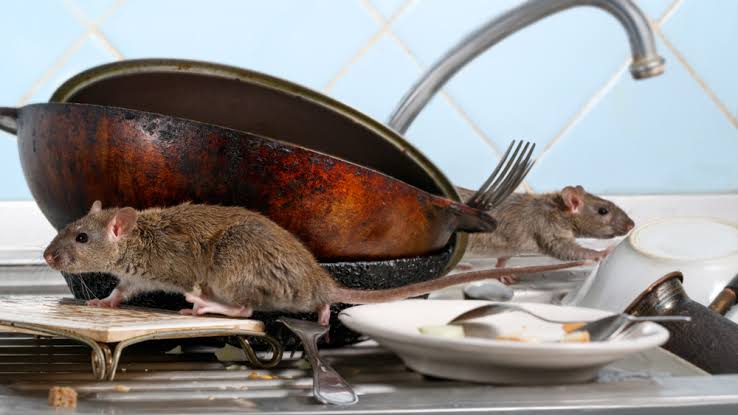 8 Reasons DIY Rodent Control Can Be a Bad Idea | Green Rodent Restoration