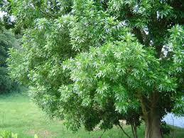 Image result for Filicium decipiens