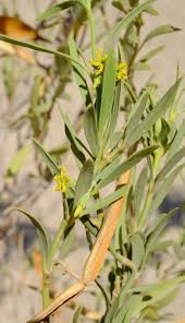 Image result for Apocynaceae subfamily Periplocoideae