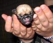 These factors include some puppy pugs can cost as high as $3000. Pug Dog Information Center Pug Pregnancy Information