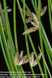 Image result for Schoenoplectiella