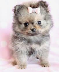 Mini Chien Chien Miniature Spitz Nain De Poche Mini Chien 40 Petites Boules De Poils A Croquer Chien Boo Chien Toy Chien