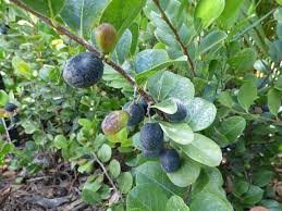 Image result for Magnistipula butayei