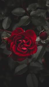 Rose gamerpic / led rose gamerpic page 1 line 17qq com. 120 Flowers Gif Ideas Flowers Gif Flowers Beautiful Roses