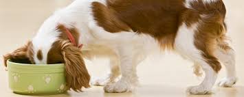 What is the best diet for a puppy? How Much And How Often Should I Feed My Dog Doglife360