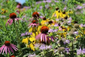 Exceptionally easy to grow, this mix brings a dynamic medley of blooms to the landscape throughout the entire summer season, with no gaps in color. Establishing A Wildflower Meadow From Seed Unh Extension