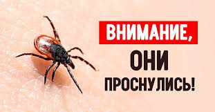 Kak Izbavitsya Ot Kleshej
