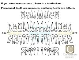 Baby Teeth Order Falling Out Chart Order Of Losing Baby