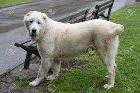 Traditionally, the breed was used for guarding sheep and goat herds, as well as to protect and for guard duty. Central Asian Shepherd Dog Alabai An Ancient Breed From The Stock Photo Picture And Royalty Free Image Image 142545434