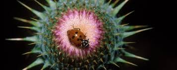 Insect pests are responsible for substantial damage to museum objects, historic books and in buildings like palaces or historic houses. Metabarcoding Zfmk Zoological Research Museum Alexander Koenig