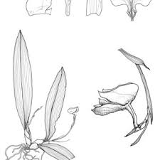 Image result for Polystachya albescens