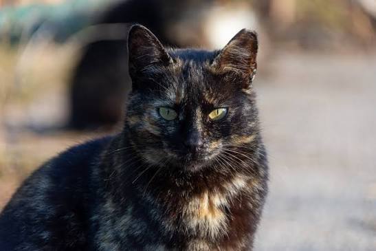 Cat Animal Fur Domestic - Free photo on Pixabay