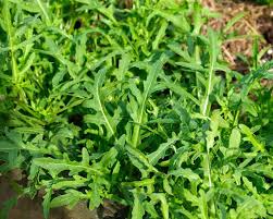 Image result for Diplotaxis tenuifolia