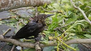 .to getting rid of grackles, are grackles and starlings the same bird?, and even can you eat a read on to explore the reasons why grackles need love, too, and how we can live in harmony with if you take a few moments to observe a common grackle of either sex, you'll notice that they are. Troublesome Great Tailed Grackle Spreads North West