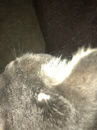 Since mats are created from a tangled collection of dead and live hair, the solid, ratty mass will not simply fall off your cat. Bald Spot On My Boy S Head What Could Be The Cause Cats