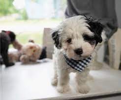 | all the info you need when you are looking for puppies for sale. Puppyfinder Com Maltipoo Puppies Puppies For Sale Near Me In Illinois Usa Page 1 Displays 10