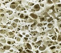 Continue to the image to view other purchasing options. Bone Anatomy Ask A Biologist