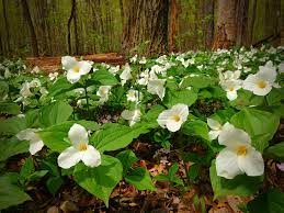 View other commonly requested plants on our wiki! Trillium Endangered Flower Native To Michigan For My Up North Tattoo