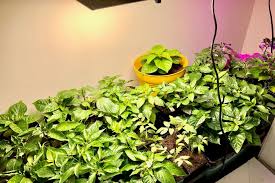 Growing herbs indoor under light is very simple, just meet the vital needs of the plant and voila, you'll earn some pretty abundant results. The Best Grow Lights For Pepper Plants Pepper Geek