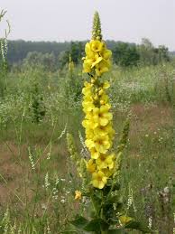 We did not find results for: Tasso Barbasso La Candela Del Re Foglie Di Alchemilla
