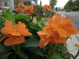 Image result for Crossandra infundibuliformis