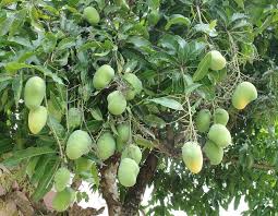 Riddles not only provide fun, but also help children learn to think and reason. Dwarf Mango Trees Not So Difficult To Grow Mango Org