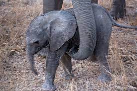 Baby elephant receives gentle nudge from mother