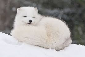 Arctic Fox Cute Animals Fluffy Animals Animals